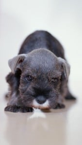 iPhone 5 Sevimli Köpek Yavrusu Duvar Kağıdı 4