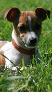 iPhone 5 Sevimli Köpek Yavrusu Duvar Kağıdı 5