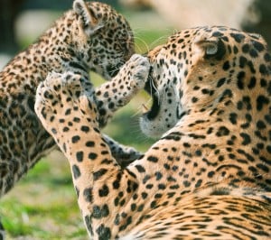 Jaguar Samsung Galaxy S3 Wallpaper