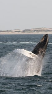 kambur balina 1080x1920