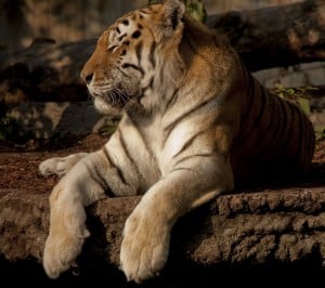 Kaplan Samsung Galaxy S3 Wallpaper