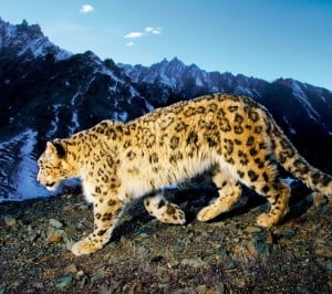 Kar Leoparı Samsung Galaxy S3 Wallpaper