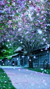 kariya park 1080x1920