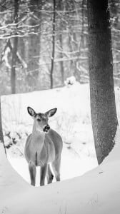 karlar ve geyik 1080x1920