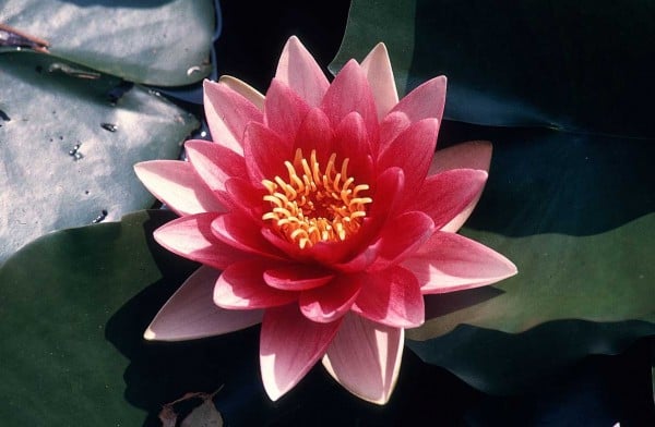 kat kat pembe çiçekler