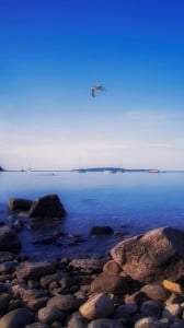 kayalar ve martı 1080x1920