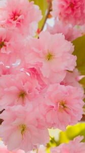 kiraz çiçeği 1080x1920