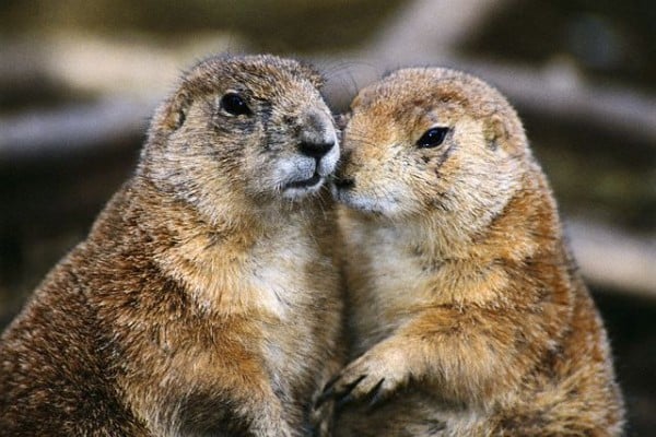  sevimli yavru kunduzlar