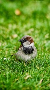 küçük kuş 1080x1920