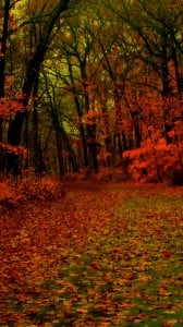 kırmızı orman 1080x1920