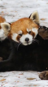 kırmızı panda 1080x1920