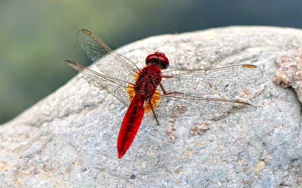 Kırmızı yusufçuk taşta