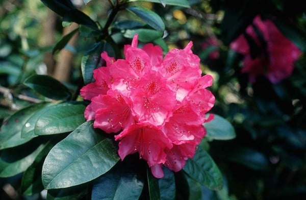 kırmızı çiçek görüntüsü