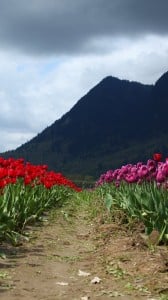 Sony Xperia Z1S Manzaraları