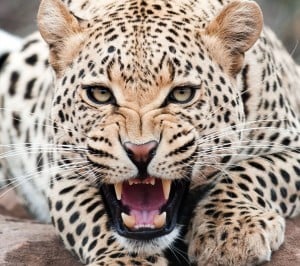 Leopar Samsung Galaxy S3 Wallpaper