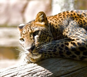 Leopar Samsung Galaxy S3 Wallpaper