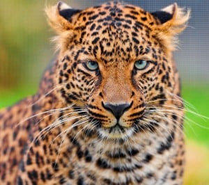 Leopar Samsung Galaxy S3 Wallpaper
