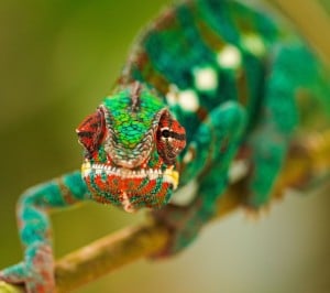 Makro Bukalemun Samsung Galaxy S3 Wallpaper