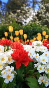 makro çiçekler 1080x1920