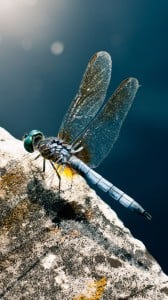 mavi yusufçuk 1080x1920