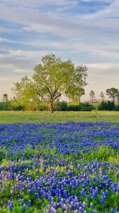 mavi çiçekler 1080x1920