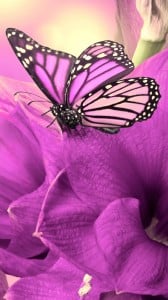 mor çiçek ve kelebek 1080x1920