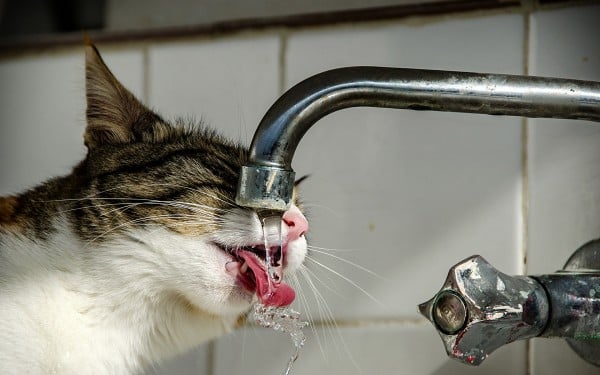 musluktan su içen kedi