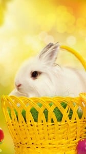 mutlu tavşan 1080x1920