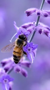 mükemmel arı  1080x1920