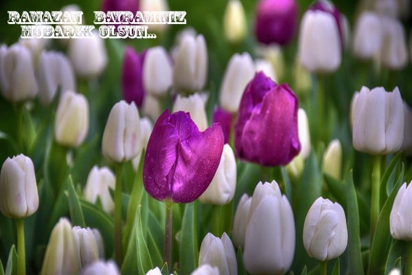 mükemmel bayram mesajı