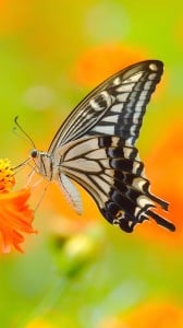 mükemmel kelebek 1080x1920