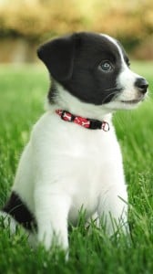 mükemmel köpek 1080x1920