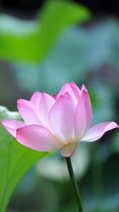 mükemmel çiçek 1080x1920