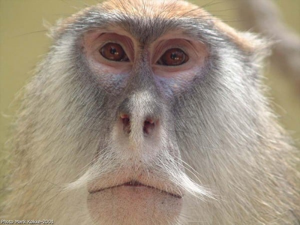 maymun fotoğrafları