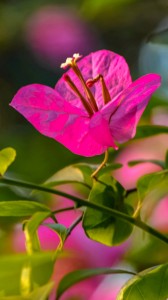 pembe güzel çiçek 1080x1920