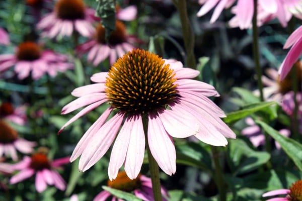 pembe pistilli çiçek