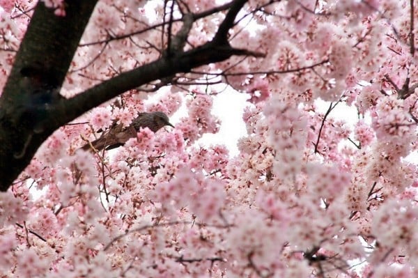 pembe çiçek ağacı