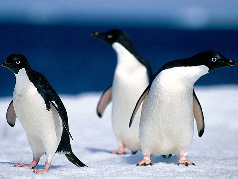 penguen resimleri front