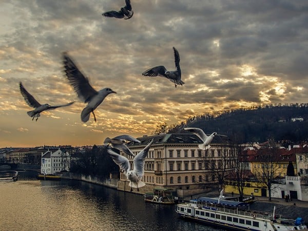 çek cumhuriyeti ve martılar