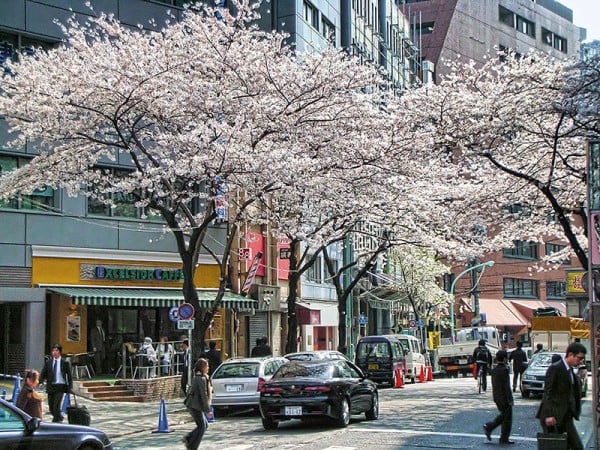 sakura ağaçları ve cadde