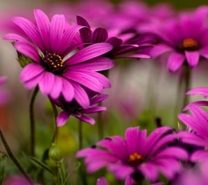 Samsung Galaxy S3 Mor Papatyalar Wallpaper