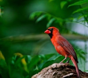 Samsung Galaxy S3 Kırmızı Kuş Wallpaper