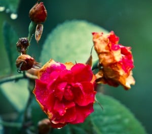 Samsung Galaxy S3 Yağmurda Güller Wallpaper