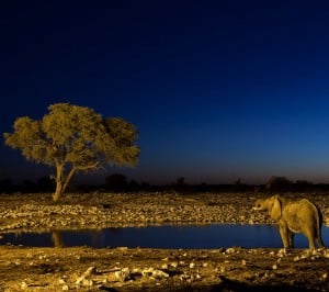 Samsung Galaxy S3 Zürafa ve Fil Wallpaper