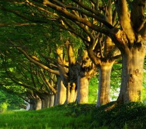 Samsung Galaxy S3 Yaz Ağaçları Wallpaper