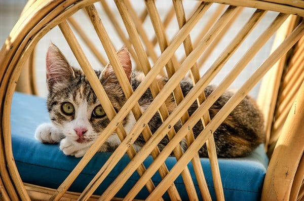 sandalye ve yavru kedi