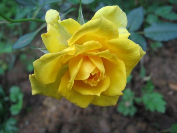 sarı gül fotoğrafı