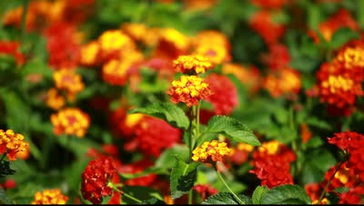 sarı kırmızı çiçekler