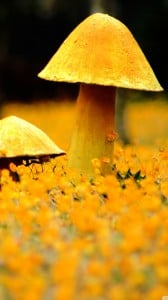 sarı mantar 1080x1920