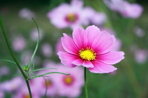 sarı polenli pembe çiçek